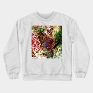 Orange Ball Corallimorph Anemone Crewneck Sweatshirt